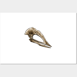 Tupuxura Pterosaur Skull Posters and Art